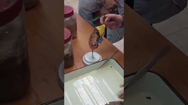 Мочепол, занятие 2.2 смотреть онлайн