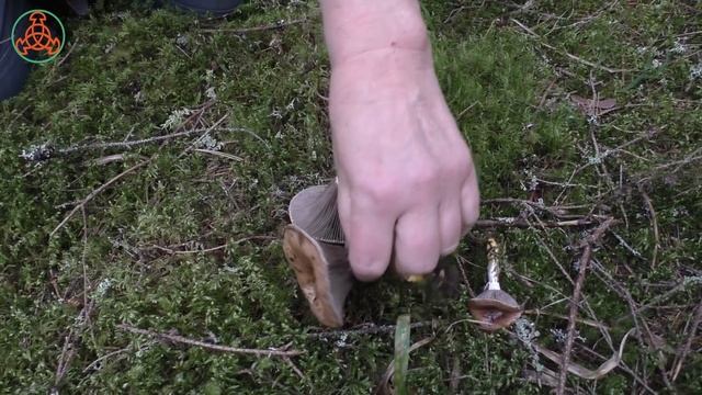 Пластинчатый родственник маслёнка - МОКРУХА ЕЛОВАЯ - Gomphidius glutinosus. смотреть онлайн