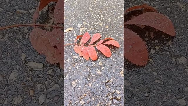 Приветы осени смотреть онлайн