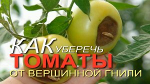 Как уберечь ТОМАТЫ от ВЕРШИННОЙ ГНИЛИ! Советы от ЗЕЛЕНОГО ОГОРОДА!