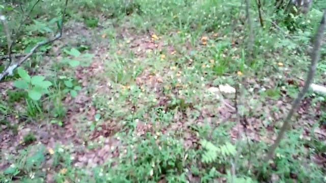 Разведка показала массовый рост лисичек 2020. смотреть онлайн