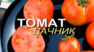 ДАЧНИК! ОБЗОР СОРТОВ ТОМАТОВ! Советы от ЗЕЛЕНОГО ОГОРОДА!