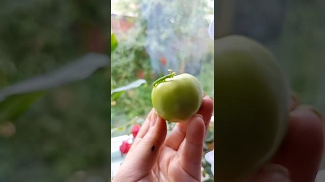 Есть ли жизнь на Apple? смотреть онлайн