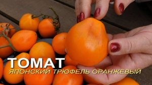 Томат ЯПОНСКИЙ ТРЮФЕЛЬ ОРАНЖЕВЫЙ!