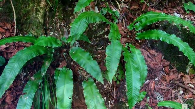 Верхняя Сванетия весна 1985 года. Поход по реке Техури смотреть онлайн