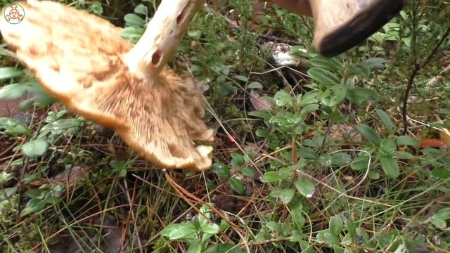 За грибами и брусникой! Дневник грибника от 8 сентября 2021 года. смотреть онлайн