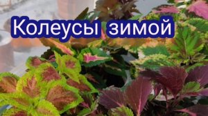 Как сохранить колеусы зимой. Простые правила и никаких проблем