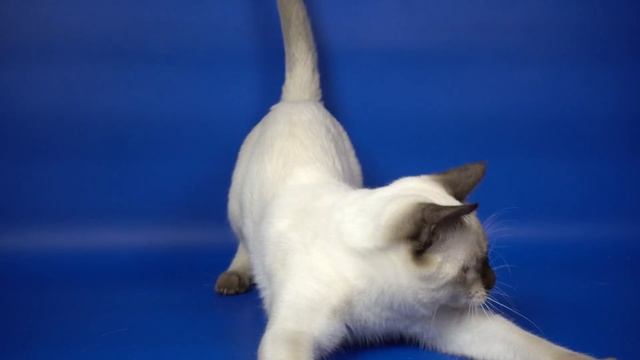 THA b 33 boy Larsen Gamlet, age 5,5 months old смотреть онлайн