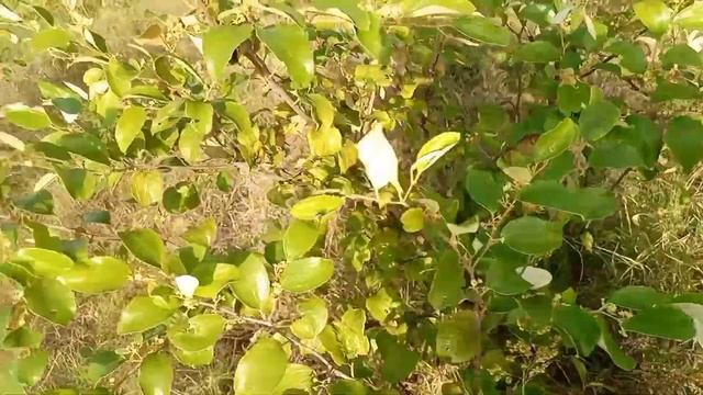 apple ber ki kheti/apple ber plant update/thai green apple ber 🍏/apple ber ka bhagh/apple ber farm смотреть онлайн