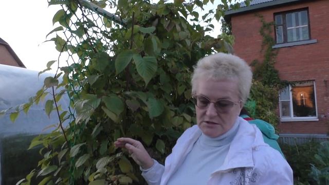 Сладкая и вкусная ежевика северных широт! смотреть онлайн