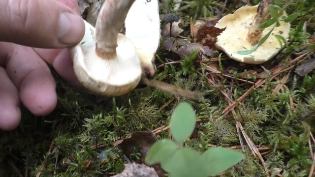 Шпальный гриб - Пилолистник чешуйчатый - Съедобный. смотреть онлайн