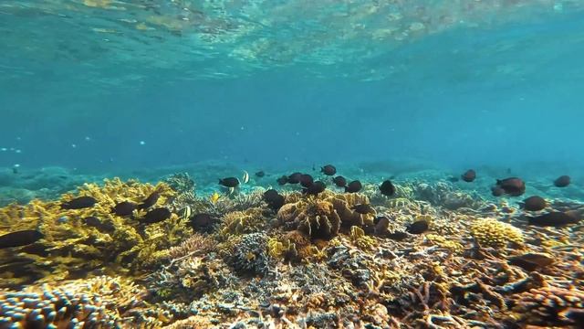 "Горе и действия". 17 ноября. Мелоди Битти. Ежедневник для созависимых. смотреть онлайн