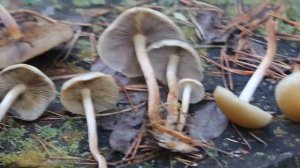 Не обходите стороной, он хороший! Hypholoma capnoides -  опёнок серопластинчатый