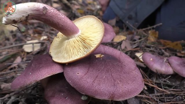 Красивый гриб без вкуса! Рядовка жёлто-красная - Tricholomopsis rutilans. смотреть онлайн