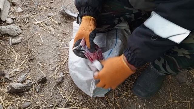 Забой индюков, первый опыт.