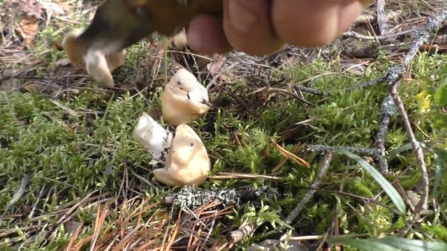 В сурово-сосновый бор на катамаране с мотором. смотреть онлайн