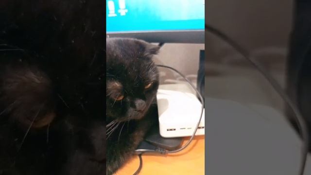 Кошка Милка ❤️ коми песни смотреть онлайн