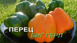 Перец сладкий БИГ ГЕРЛ. Обзор сортов ПЕРЦЕВ!