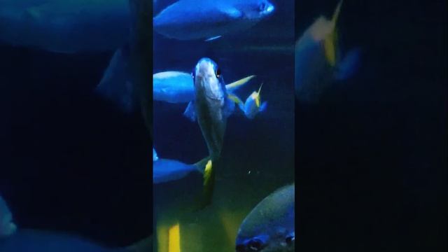 Рыба позирует перед камерой. Александра Миркушова