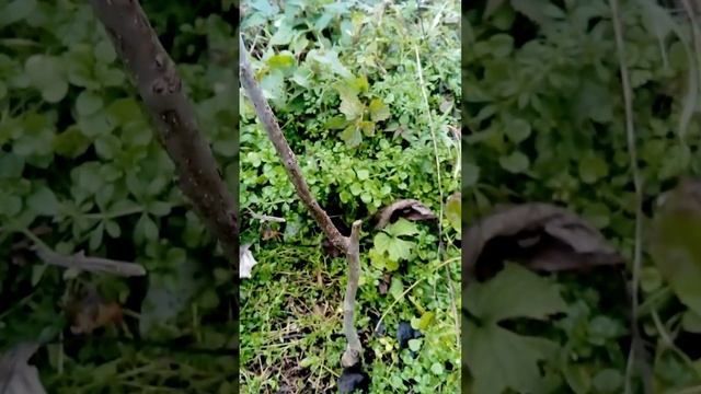 Орех Идиал сайта про цветок. смотреть онлайн