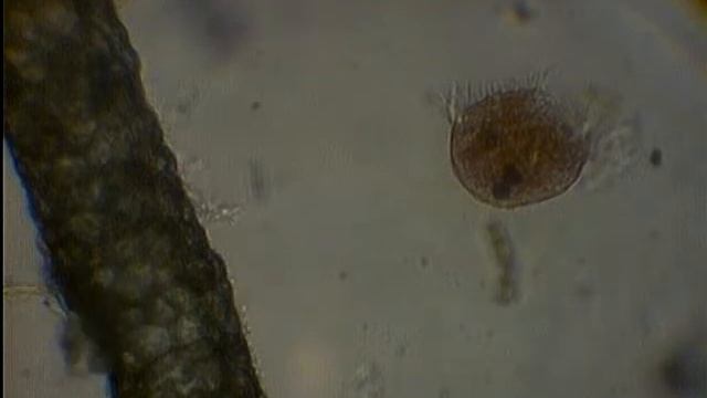 (микросъемка) жители моего аквариума (3) смотреть онлайн