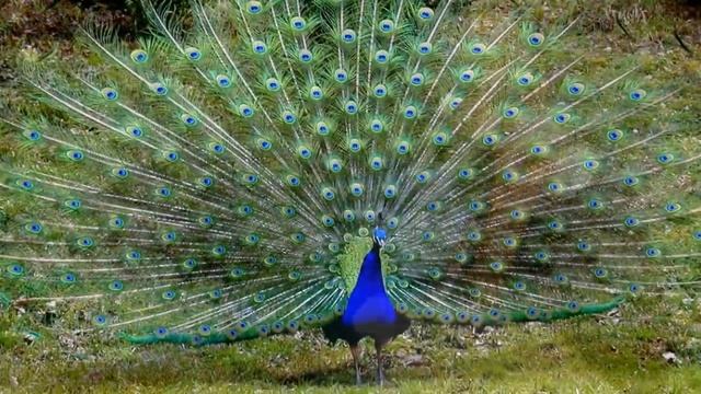 Как мы попали в пионеры смотреть онлайн