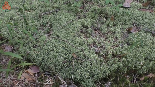 Грибы в анабиозе переживают климатическую "катаклизму". Дневник грибника. 12 июля 2021 года. смотреть онлайн