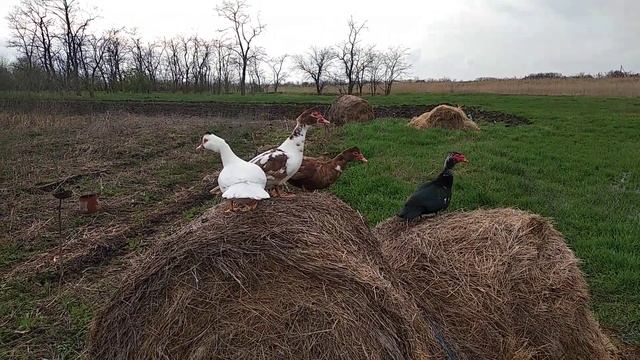 Утиные истории смотреть онлайн