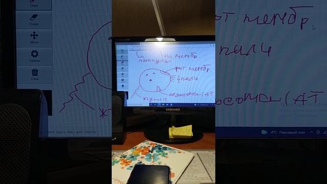 Бактерии|1 часть