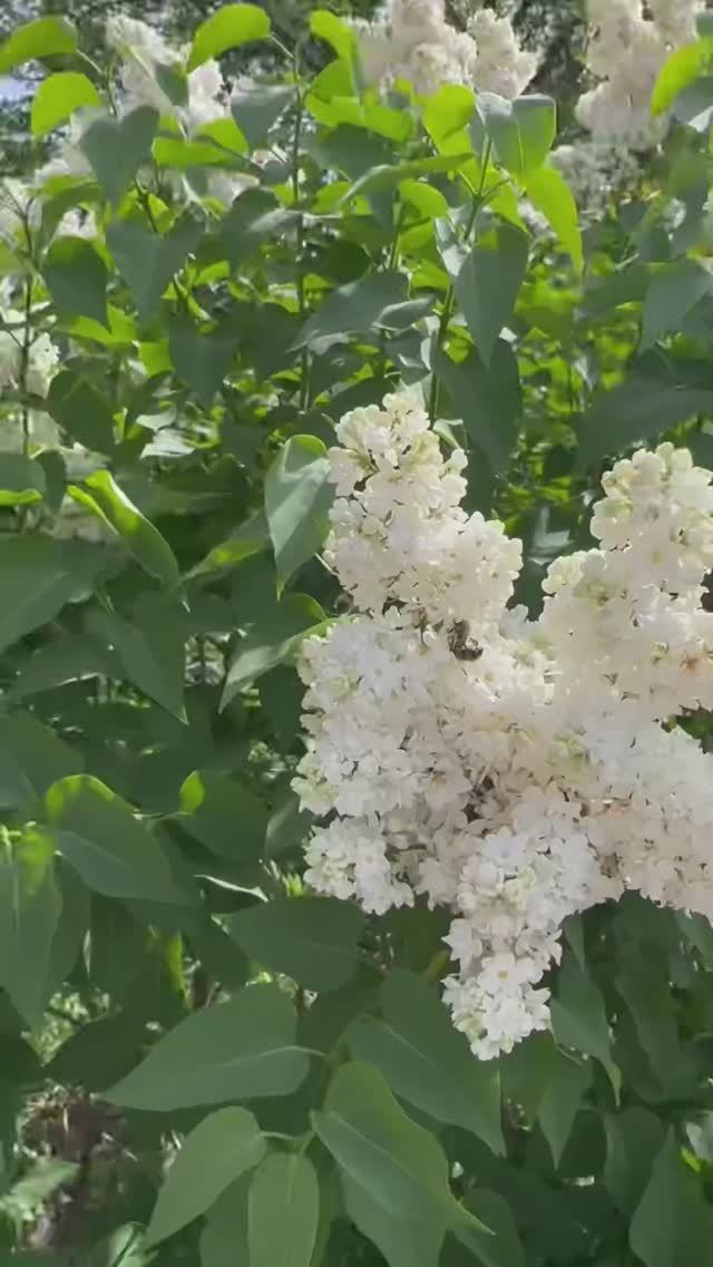 СРЕДЬ БЕЛОГО ДНЯ На моей сирене Жуки восковики любовью занимаются‼️