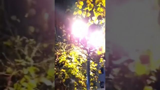 Фонарь. Свет. Осенний дождь. Александра Миркушова