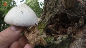 Вкусный, но редкий гриб! Вольвариелла шелковистая -  Volvariella bombycina.