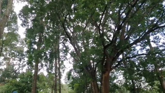LuckyPlaza Jollibee Botanic Garden VLOG and National Orchid Garden Amazing Beautiful Nature💛 смотреть онлайн