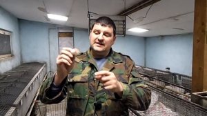 Вакцинация кроликов/сроки вакцинации от миксоматоза и ВГБК