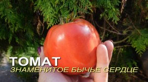 Томат ЗНАМЕНИТОЕ БЫЧЬЕ СЕРДЦЕ. Обзор сортов ТОМАТОВ!