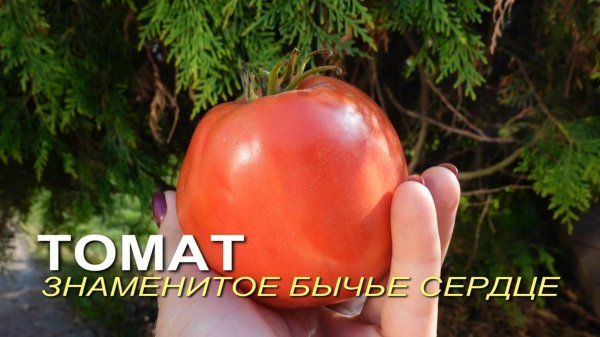 Томат ЗНАМЕНИТОЕ БЫЧЬЕ СЕРДЦЕ. Обзор сортов ТОМАТОВ!