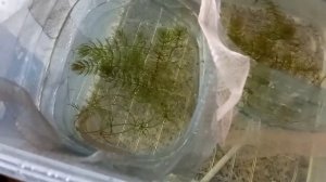 Подмена воды в аквариуме и отсаживаем данио на нерест. (Выпуск 3)