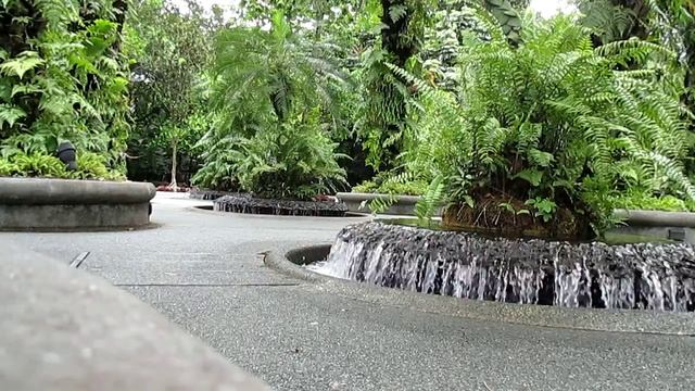 Botanic garden, Singapore, green&gray 20.09.16 смотреть онлайн
