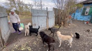 Этой НОЧЬЮ Наша МАМА Думала Что ПОЙМАЛА БЕЛОЧКУ – А Отец Ездил В ЦЕРКОВЬ ЧТОБЫ ВЫГНАТЬ ИЗ НЕЁ БЕСОВ.