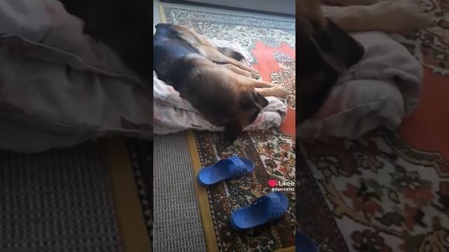 Рэм отдыхает смотреть онлайн