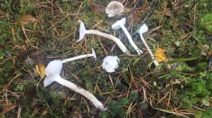 Гигрофор оливково-белый в лесу и на столе