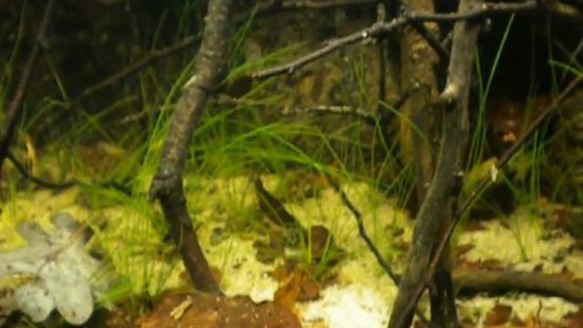 Betta splendens in natural scaped tank смотреть онлайн
