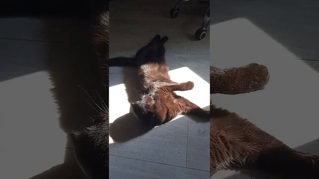 Кошка Милка и сиеста смотреть онлайн