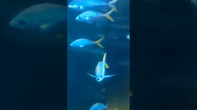 Рыба открывает рот под водой. Александра Миркушова