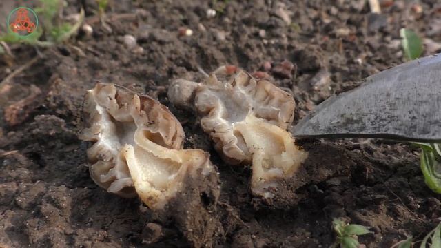 Деликатесный Сморчок полусвободный - Morchella semilibera. Вкусный и ароматный. смотреть онлайн