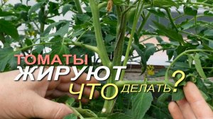 Несколько способов как остановить ЖИРОВАНИЕ ТОМАТОВ! Советы от ЗЕЛЕНОГО ОГОРОДА!