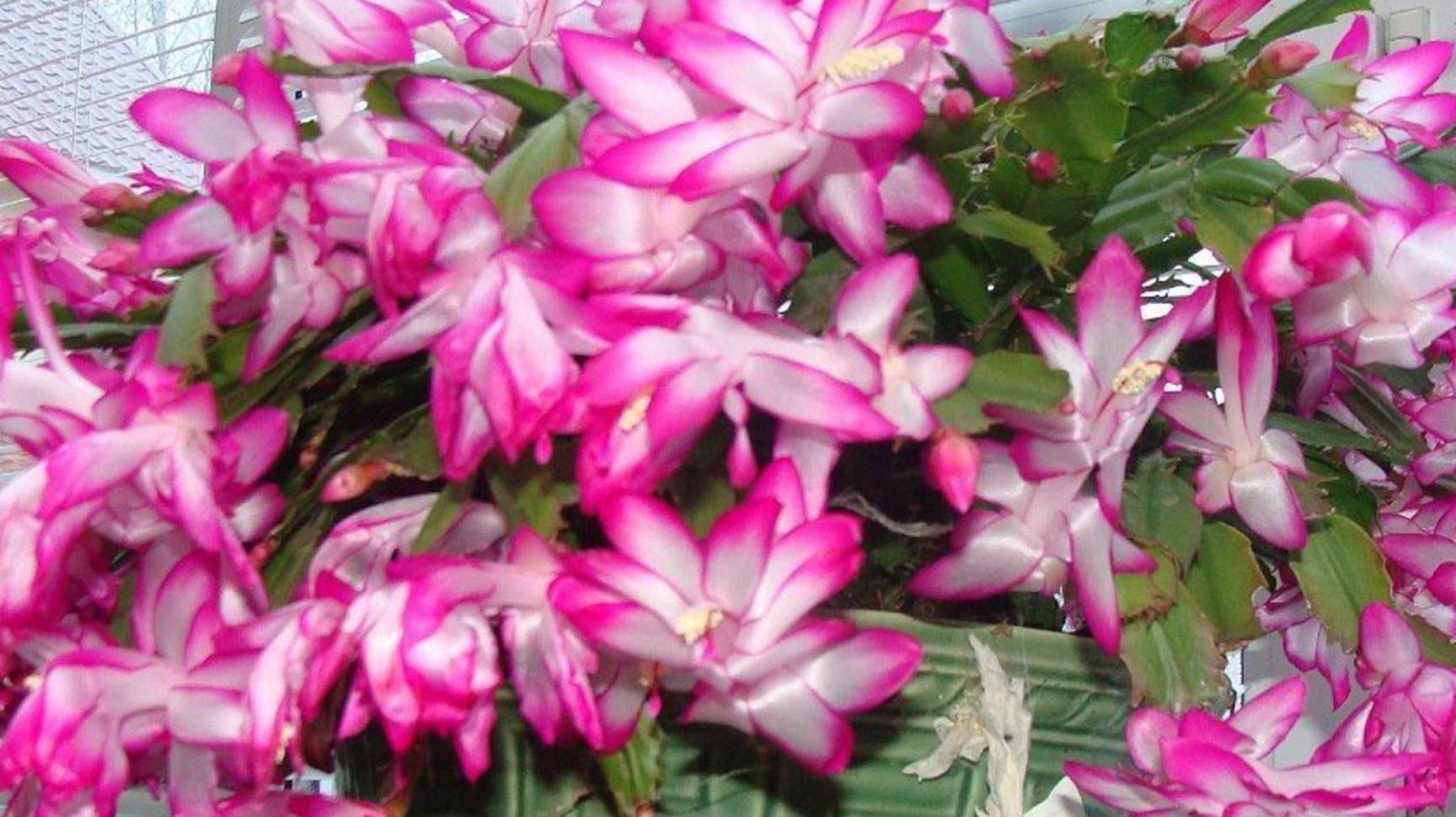 Декабристу в ноябре - обязательно: 2 условия, после которых декабрист будет пышно цвести смотреть онлайн