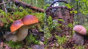 ТИХАЯ ОХОТА УДАЛАСЬ! СОБИРАЕМ БЕЛЫЕ ГРИБЫ И ПОДОСИНОВИКИ В СМЕШАННОМ ЛЕСУ | ГРИБЫ 2021