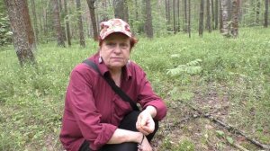 Едим сырые лисички.
