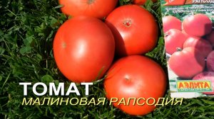 Томат МАЛИНОВАЯ РАПСОДИЯ. Обзор сортов ТОМАТОВ!